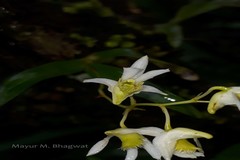 Dendrobium nanum